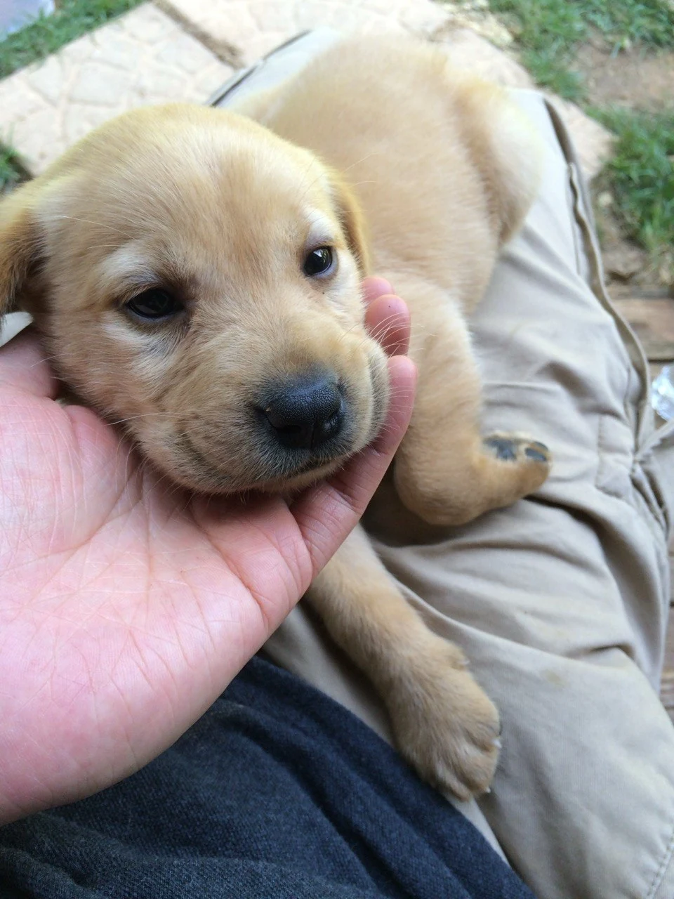 Scarlet as a puppy