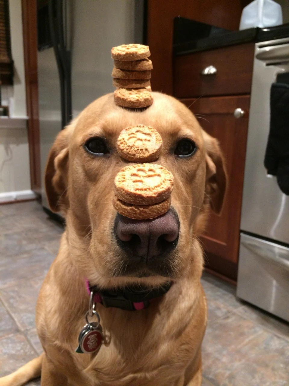 Scarlet balancing cookie treats on her head