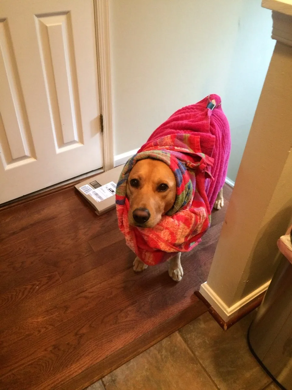 Scarlet wrapped up in a pink towel like a burrito