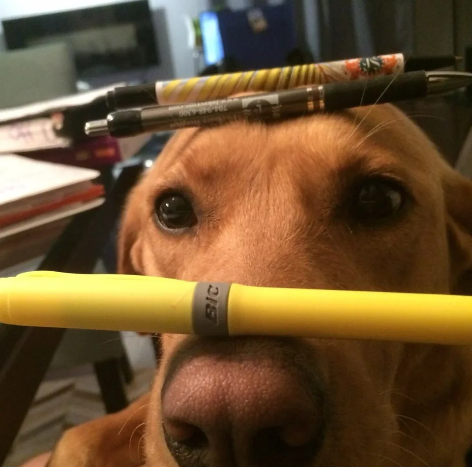 Scarlet balancing pens on her head and snout