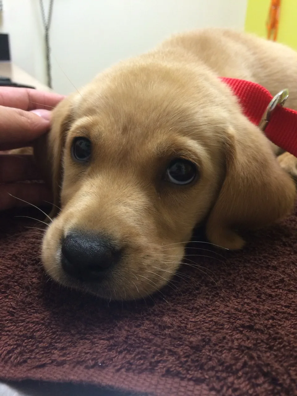 Scarlet as a puppy giving sad eyes on a towel