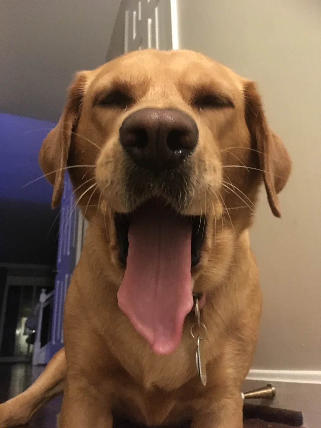 Scarlet yawning sleepily